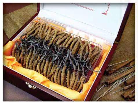 乡城冬虫夏草回收